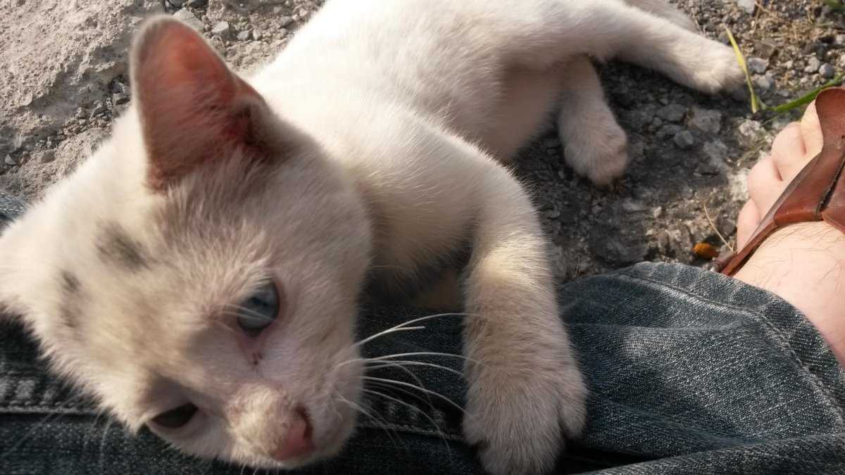 Уродливый кот Игорь Мазурин