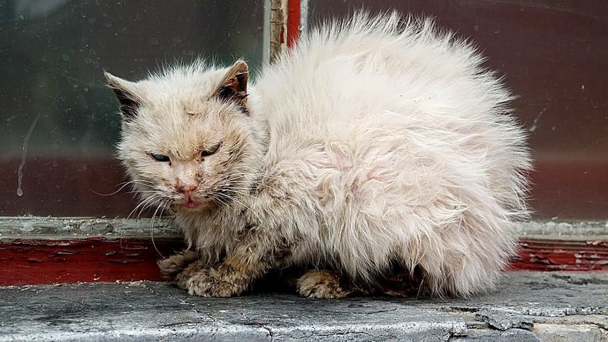 Бездомный кот