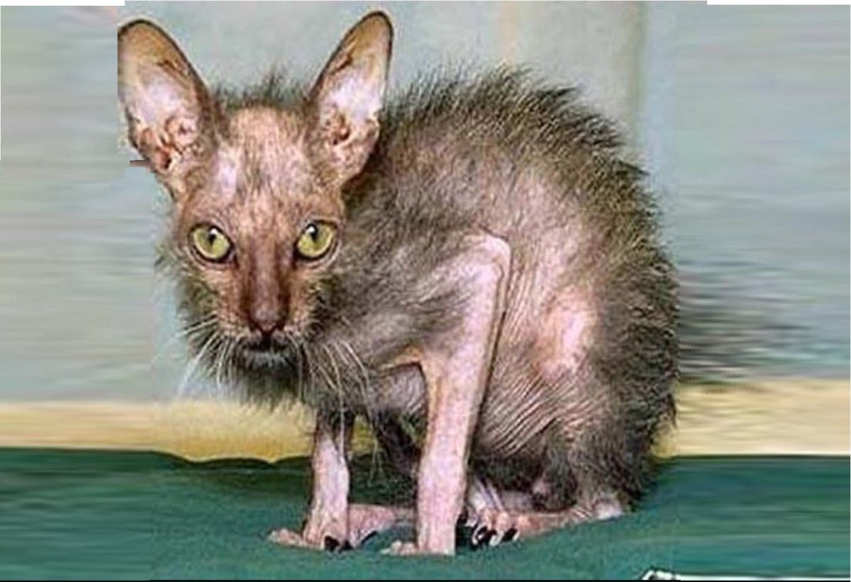 Драная кошка