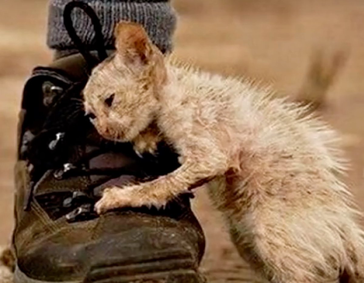 Невероятно уродливый кот напуган