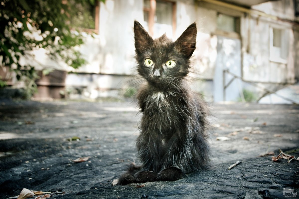 Двуликий кот Фрэнк и Луи