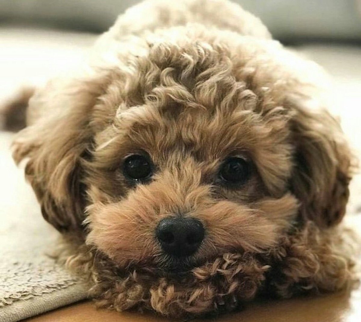 Мальтипу Браун