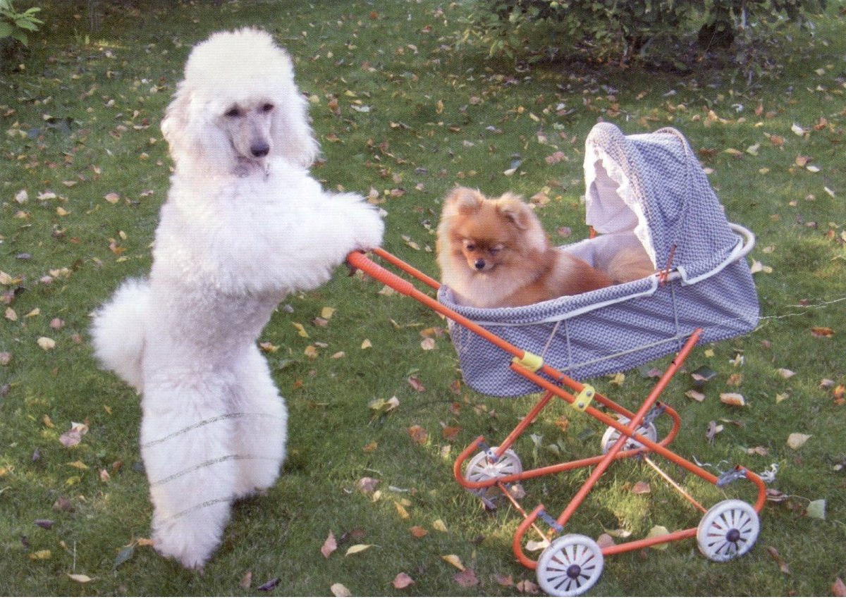 Пудель и шпиц