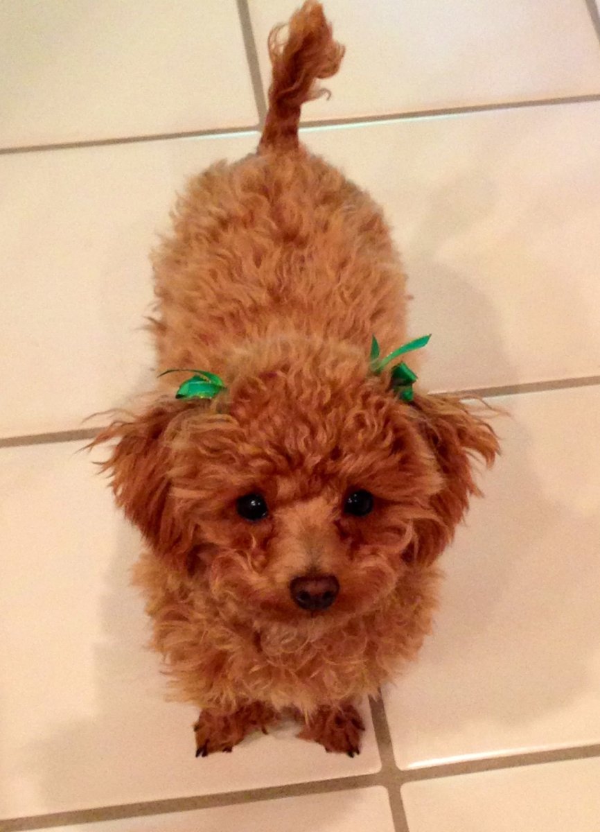 Метис шпица и той пуделя