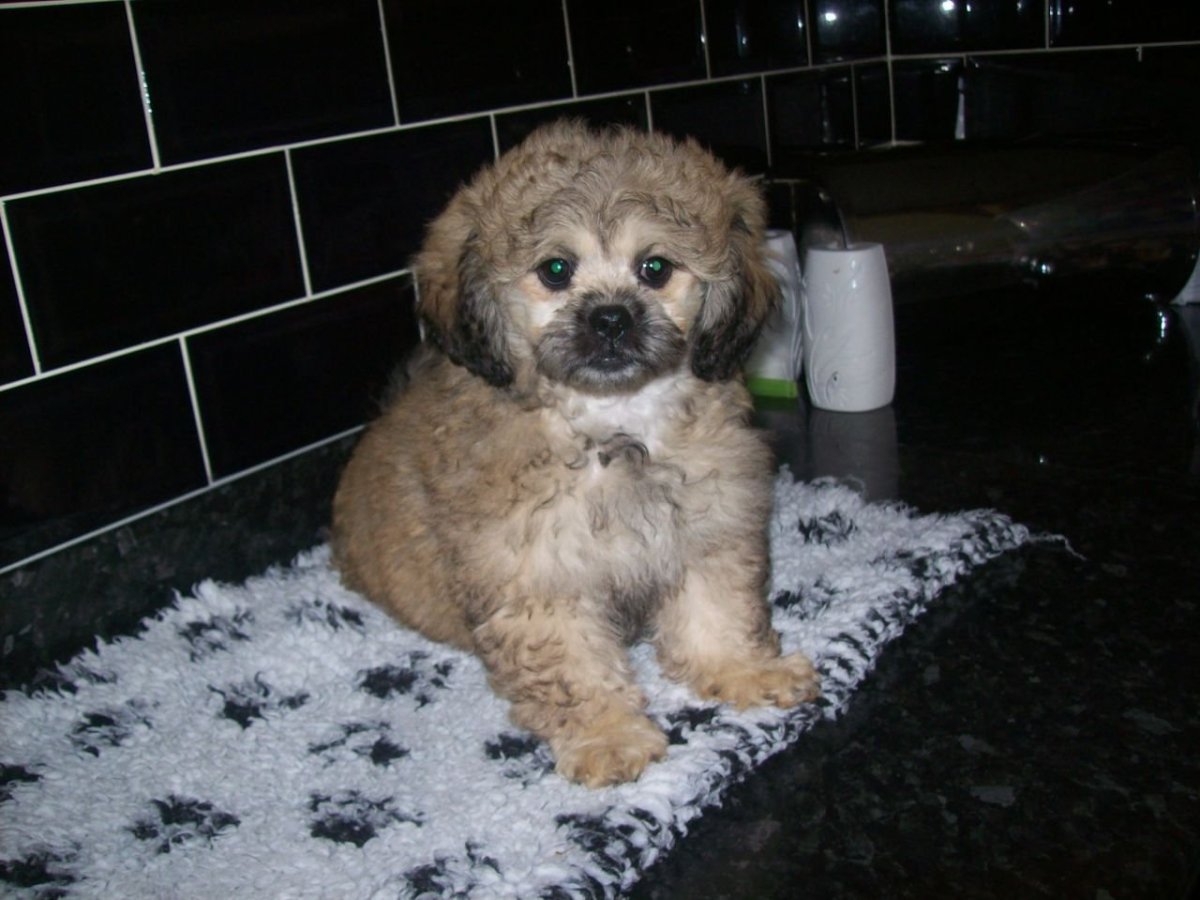 Метис той терьера и карликового пуделя