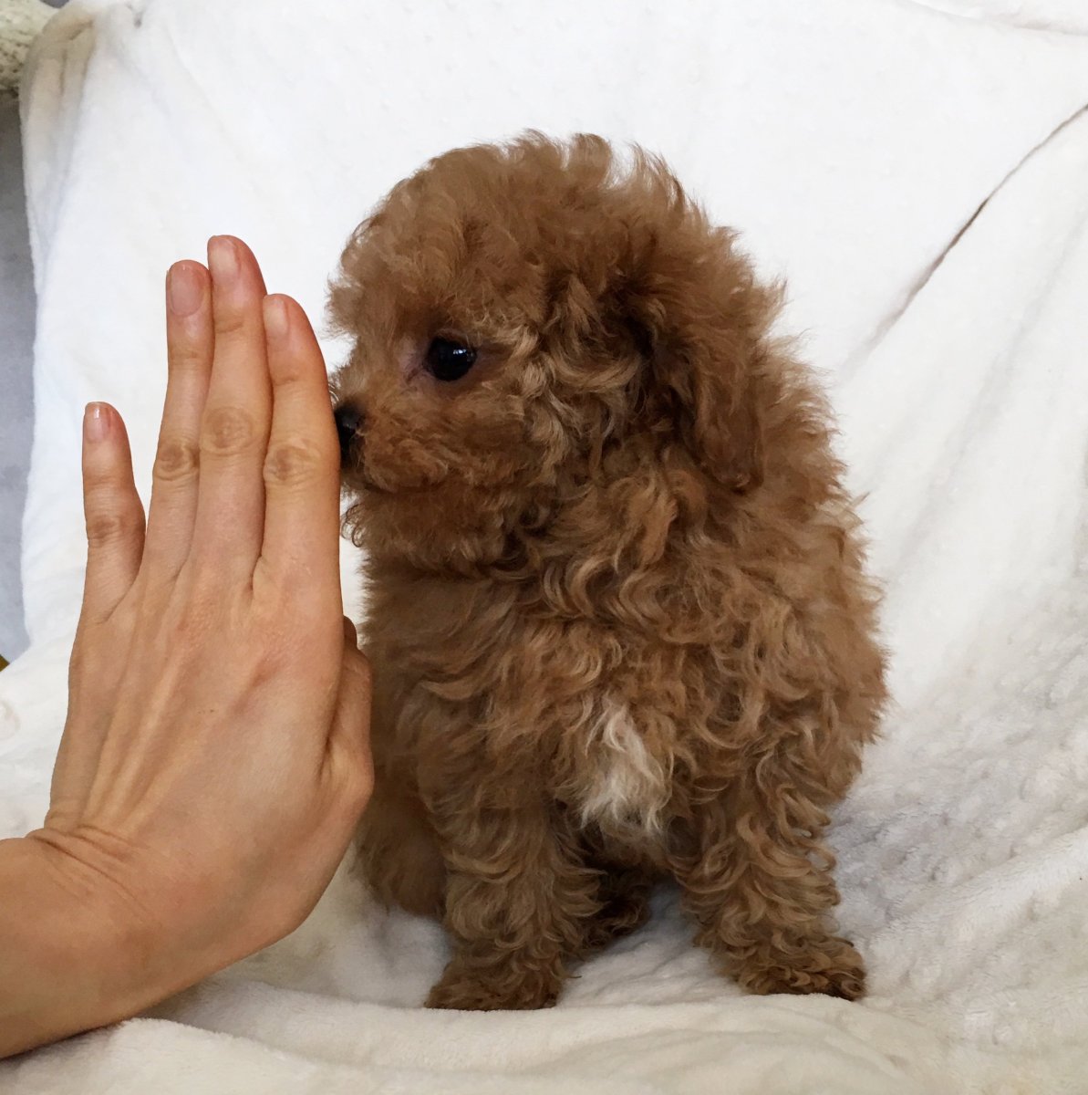 Французский пудель карликовый