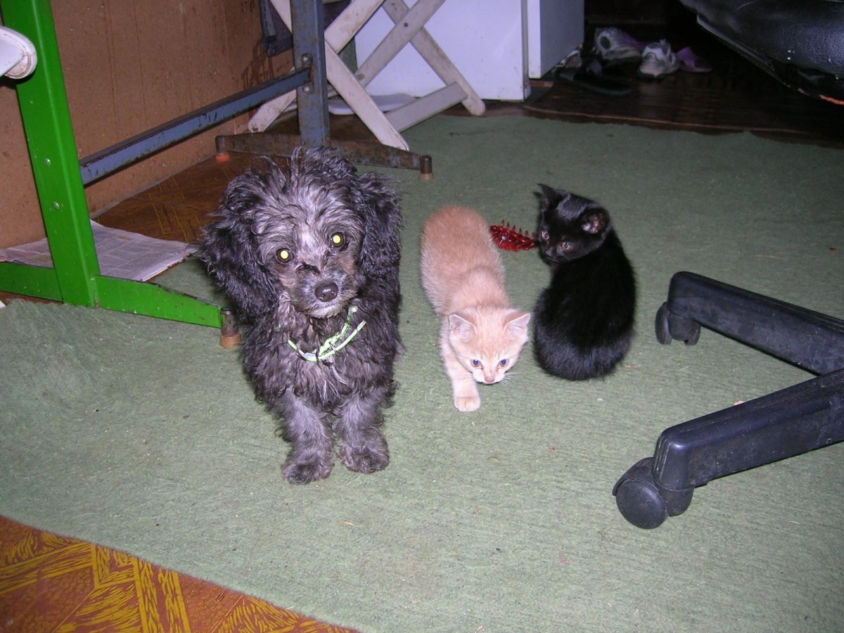 Пудель стрижка Тедди