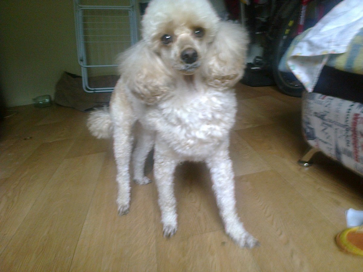 Метис пуделя