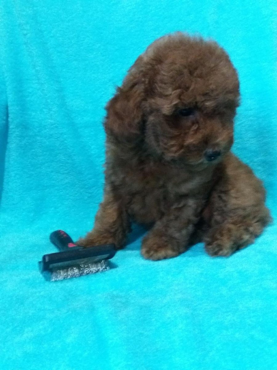 Метис шпица и той пуделя