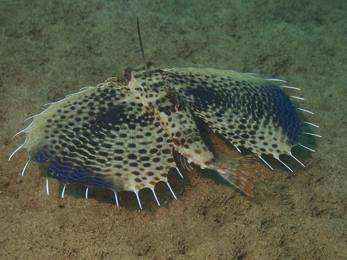 Гигантский японский краб паук