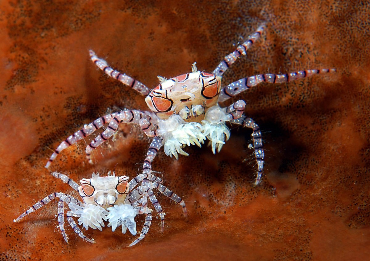 Морские пауки пантоподы