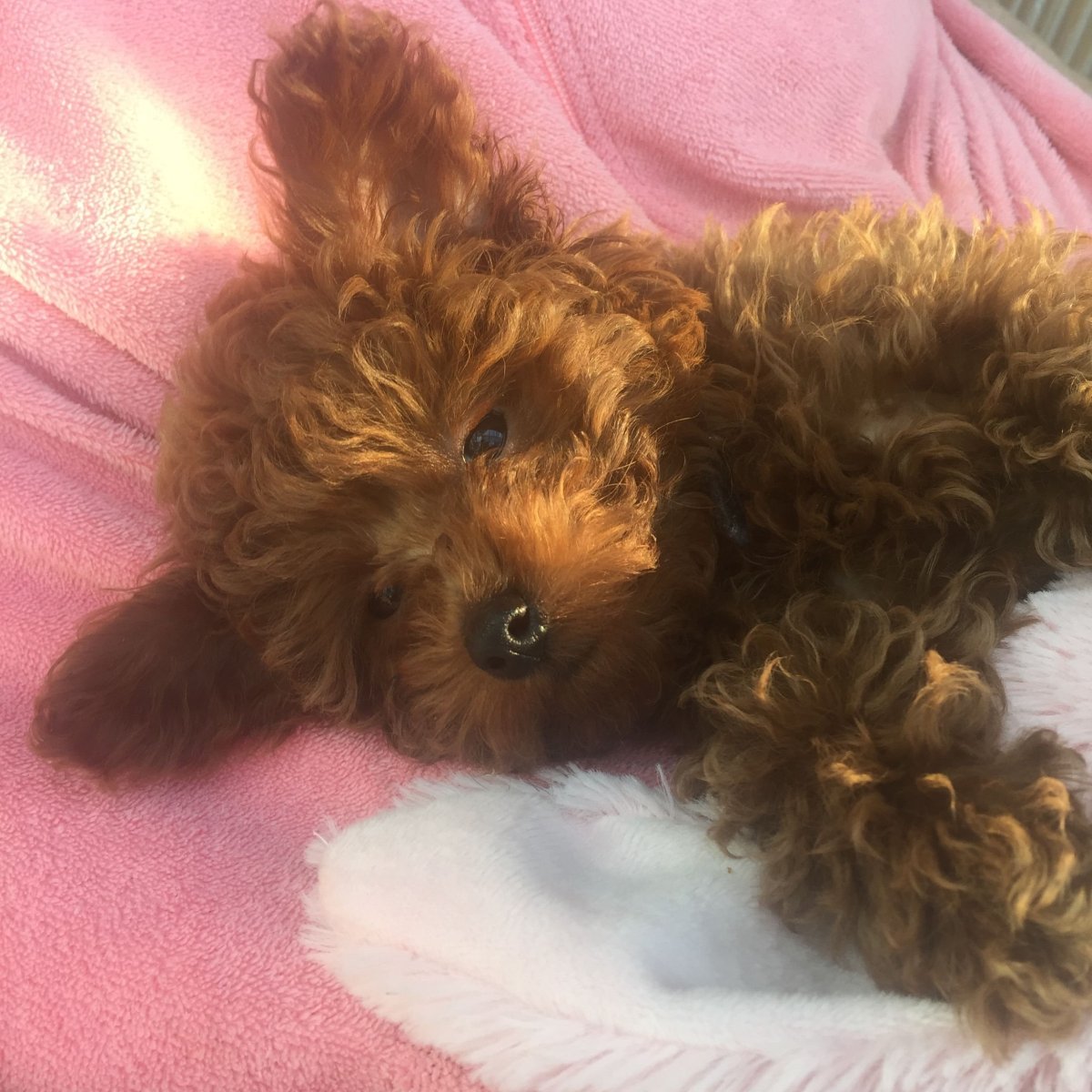 Метис той пуделя