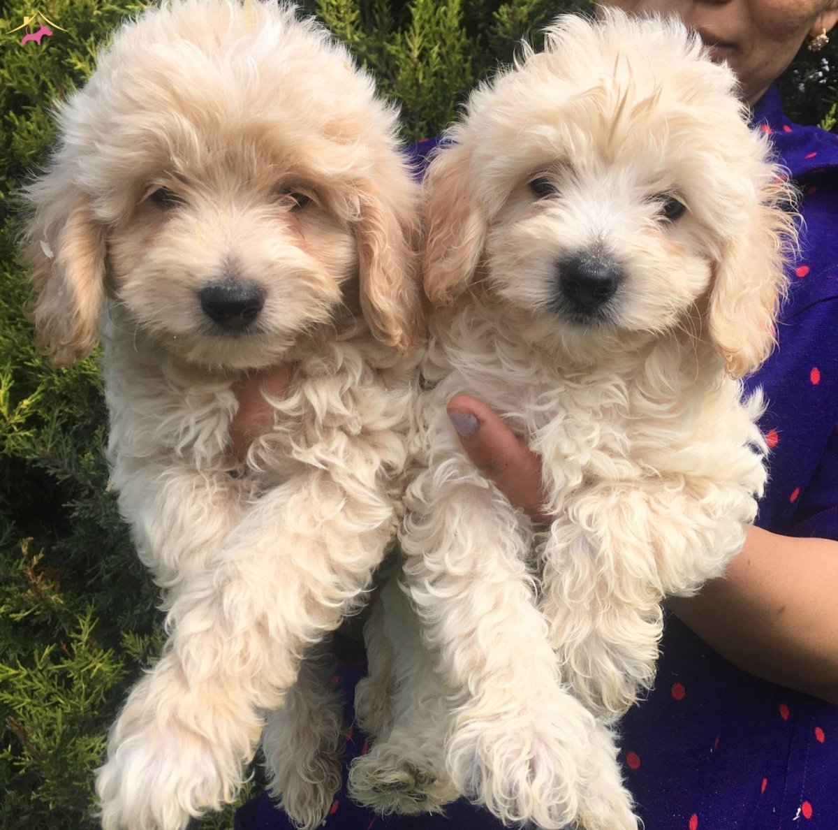 Той пудель мальтипу