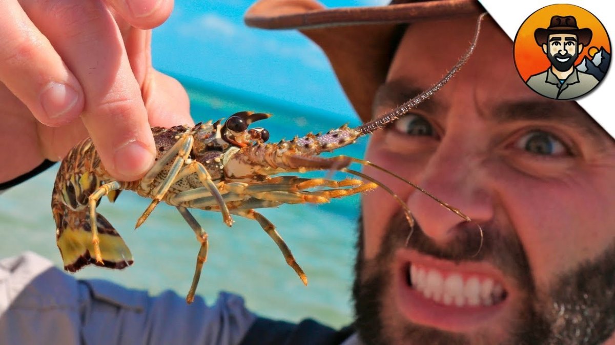 Паук скакун