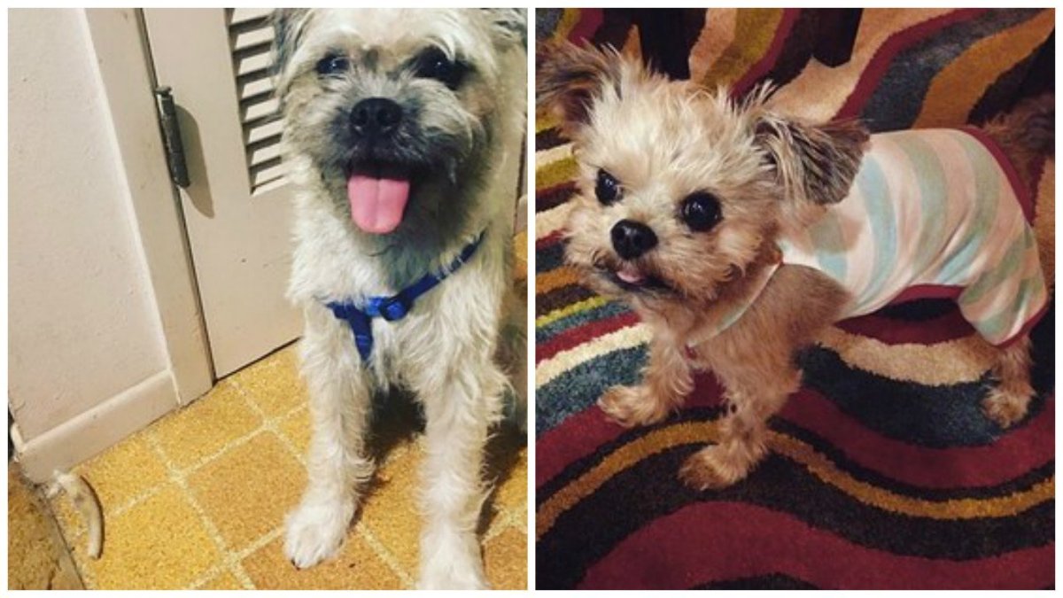 Чихуахуа пудель микс