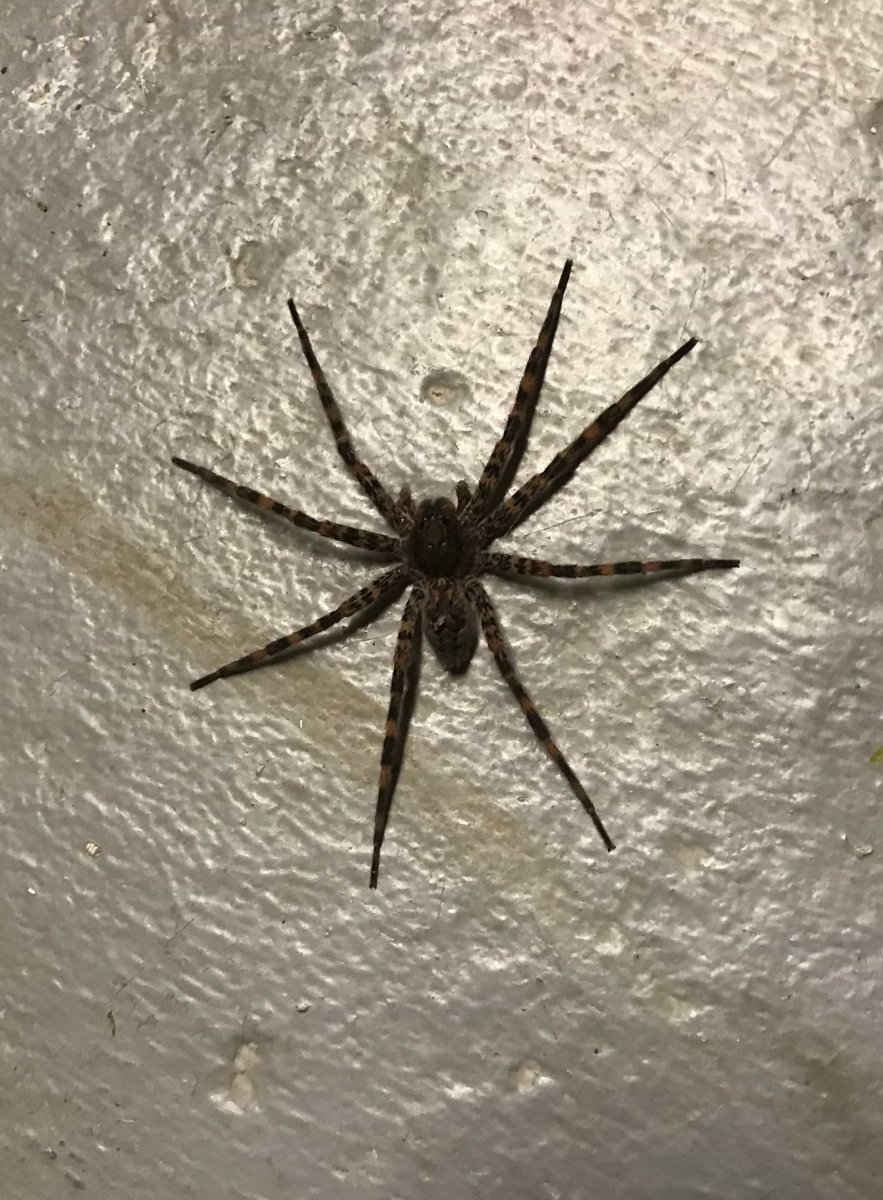 Австралийские животные страшные