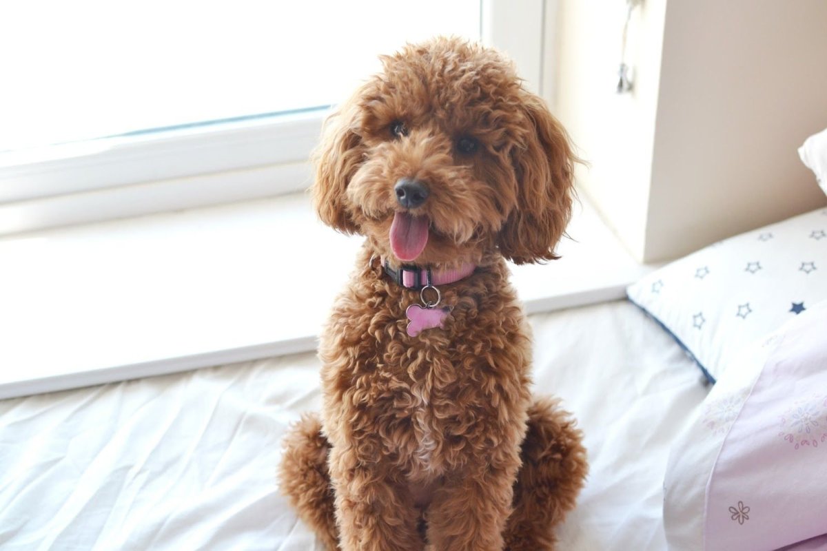 Пудель Тедди Беар