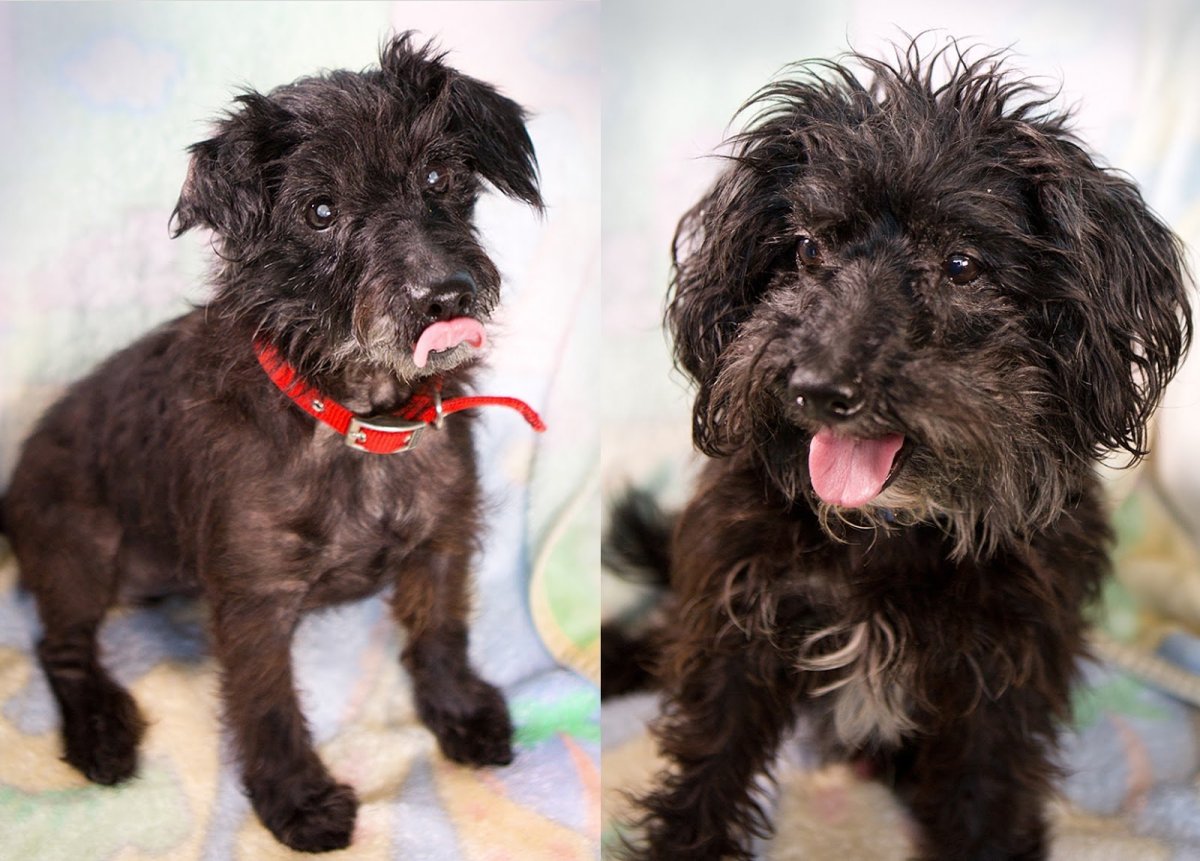 Мини пудель мальтипу