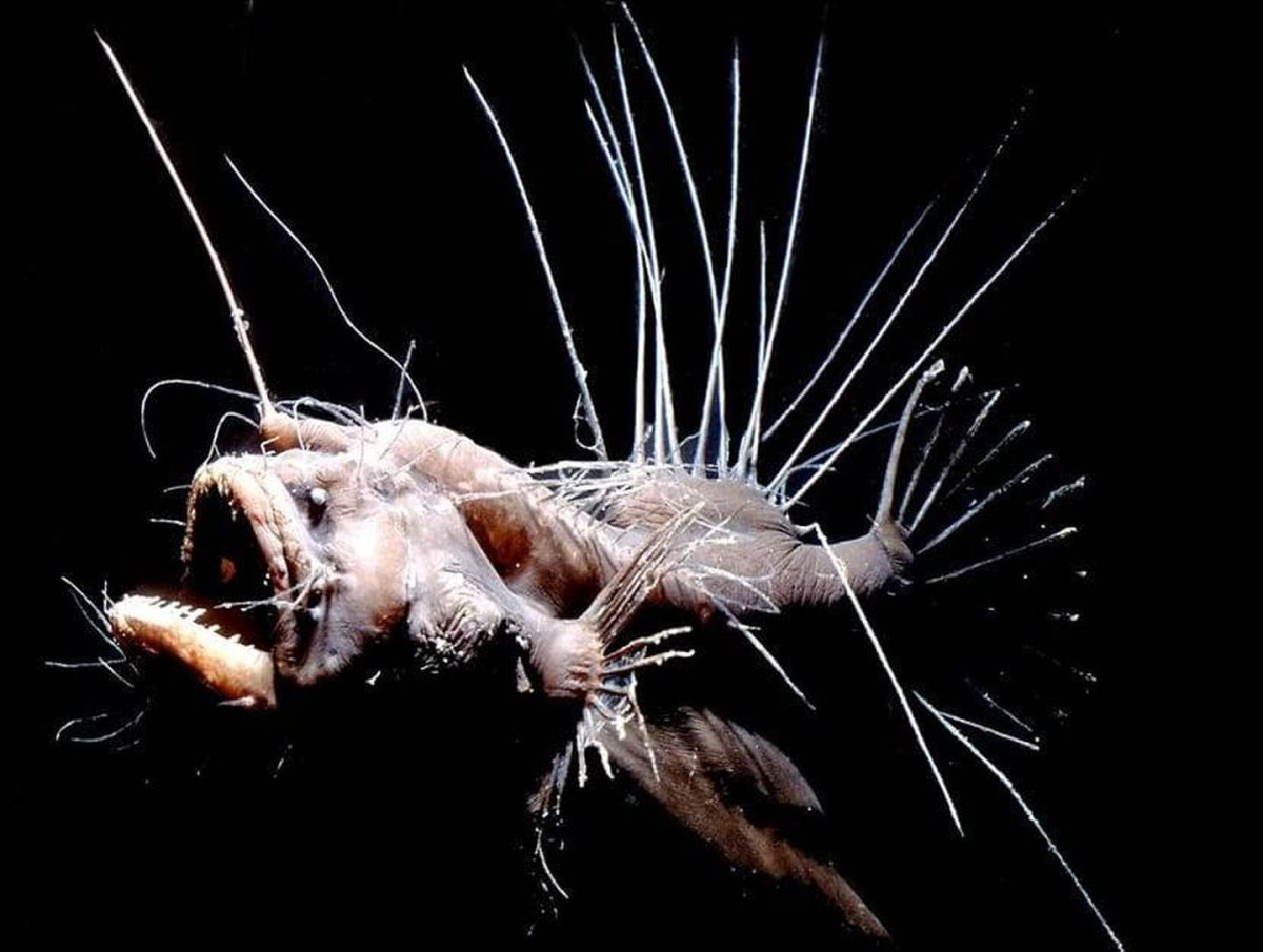 Длиннощуповые удильщики