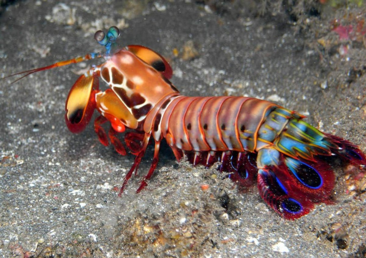 Сезон пауков