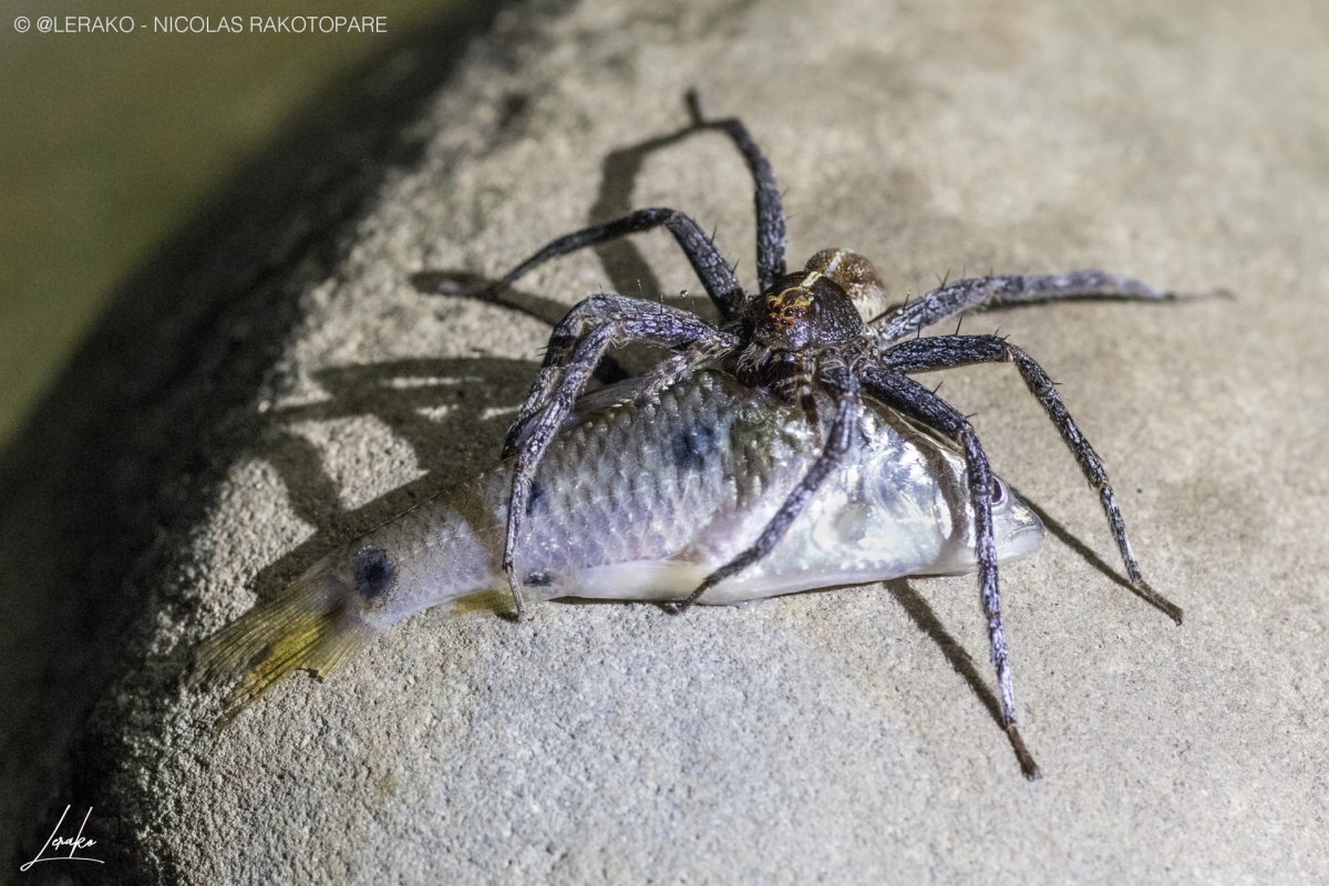 Пауки питающиеся рыбой