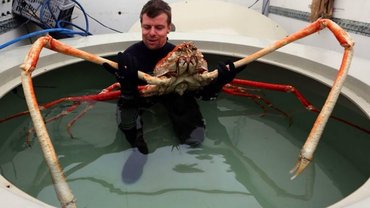 Гигaнтский мopской паyк (Пантопода)