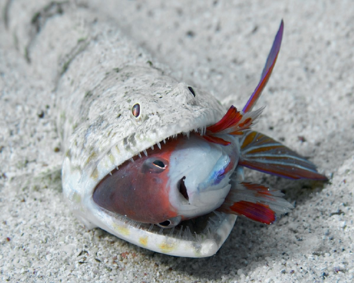 Креветка-богомол Мантис