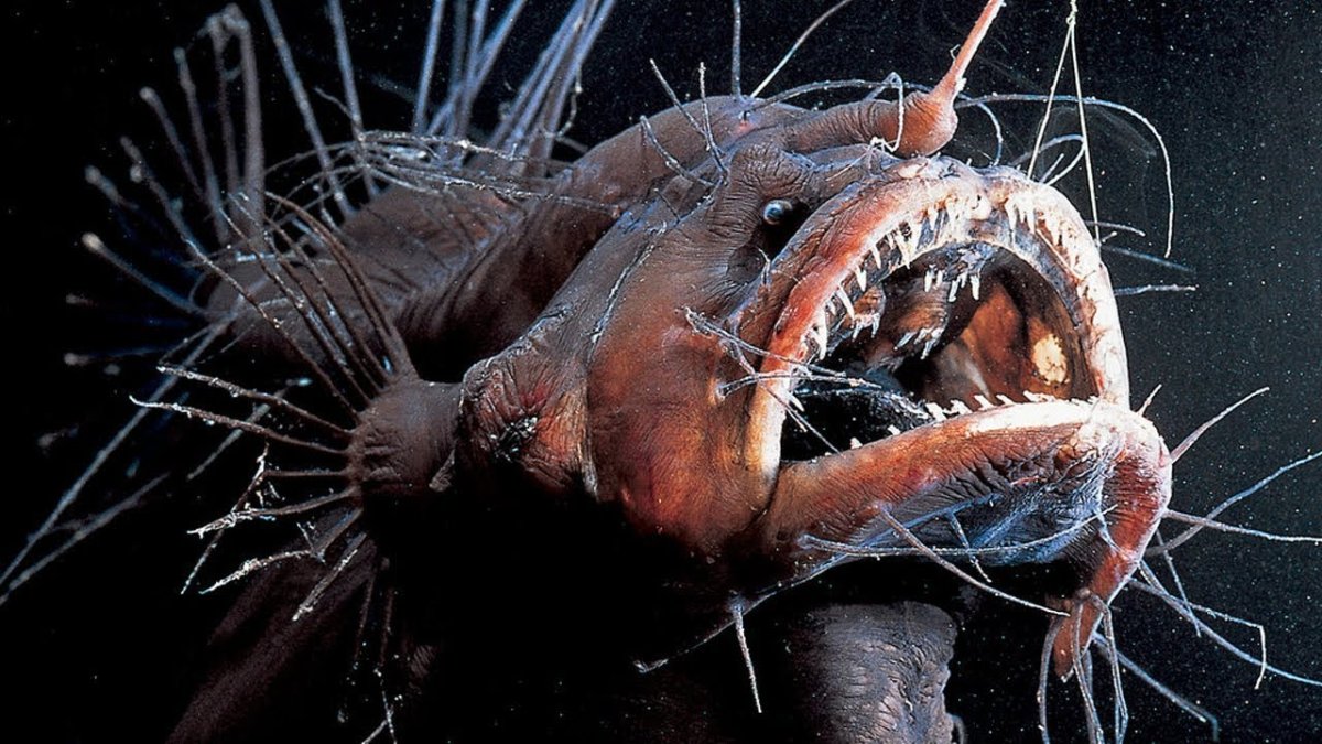 Сольпуга фаланга