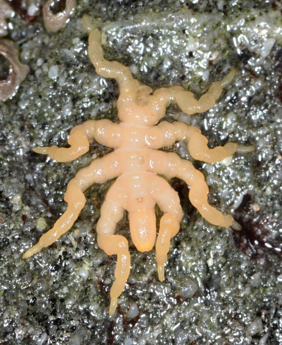 Марианская впадина обитатели чудовища