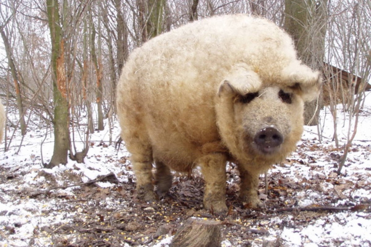 Лесной хряк