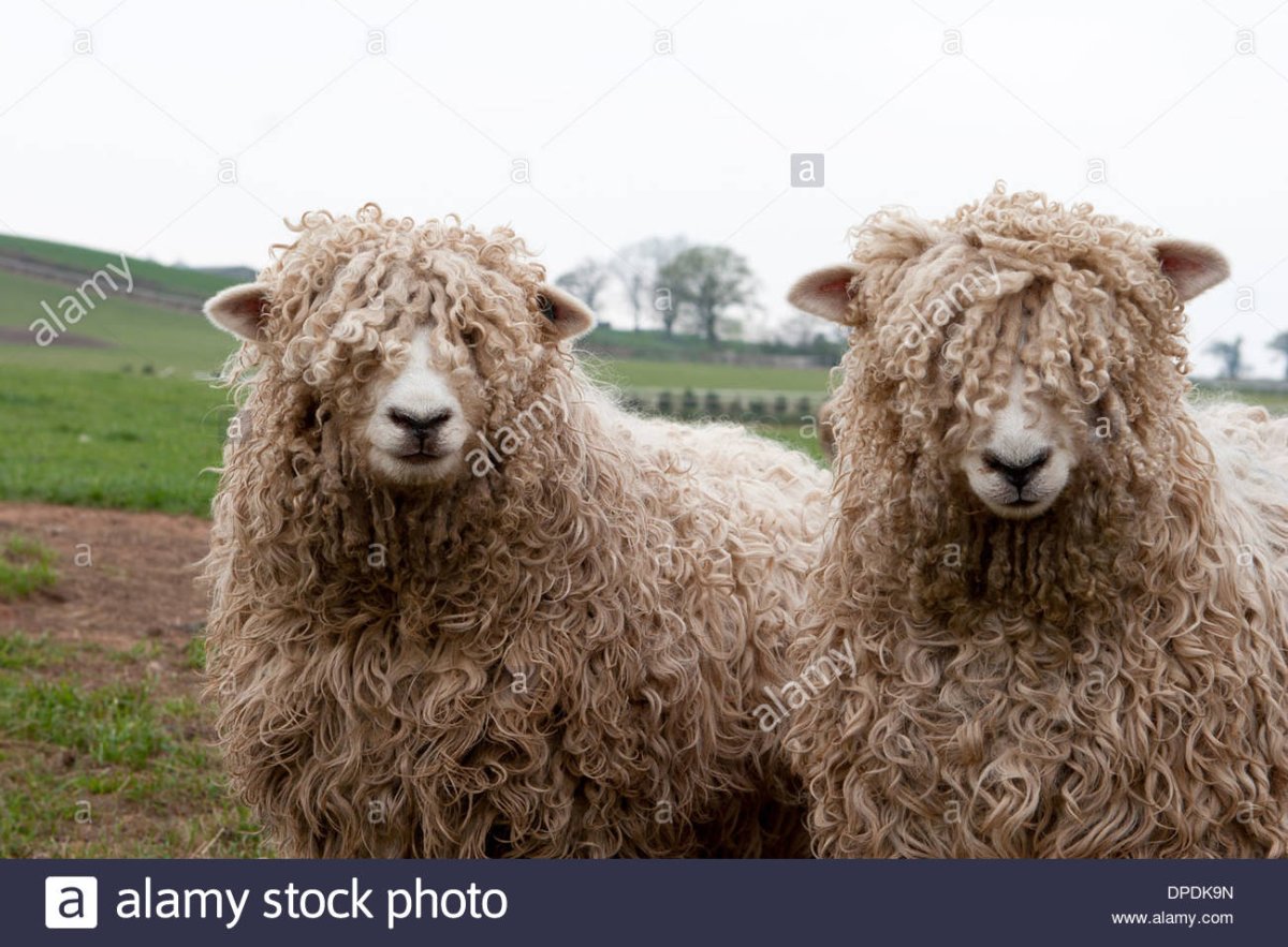Овцы породы Valais Blacknose
