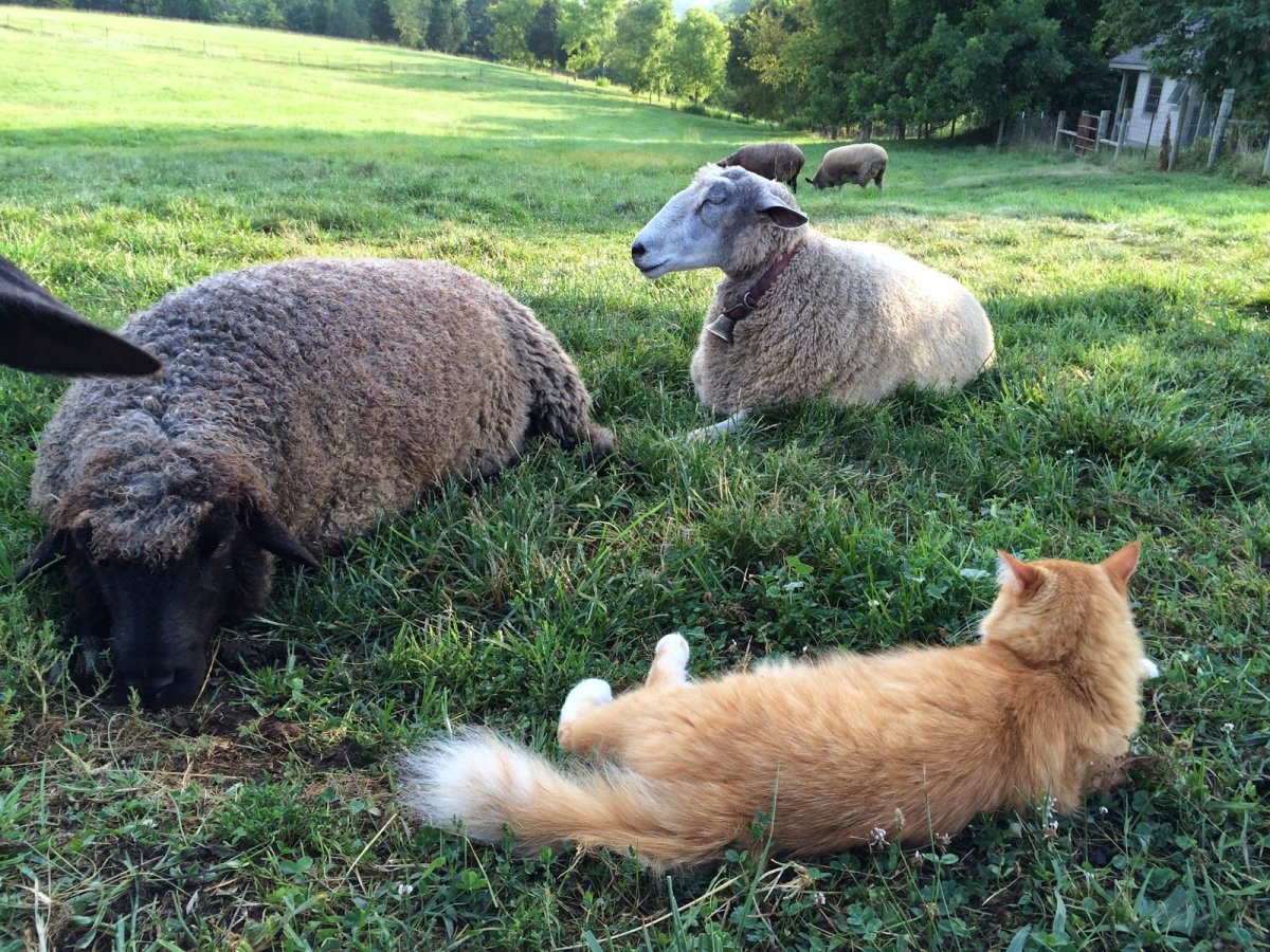 Баран меринос