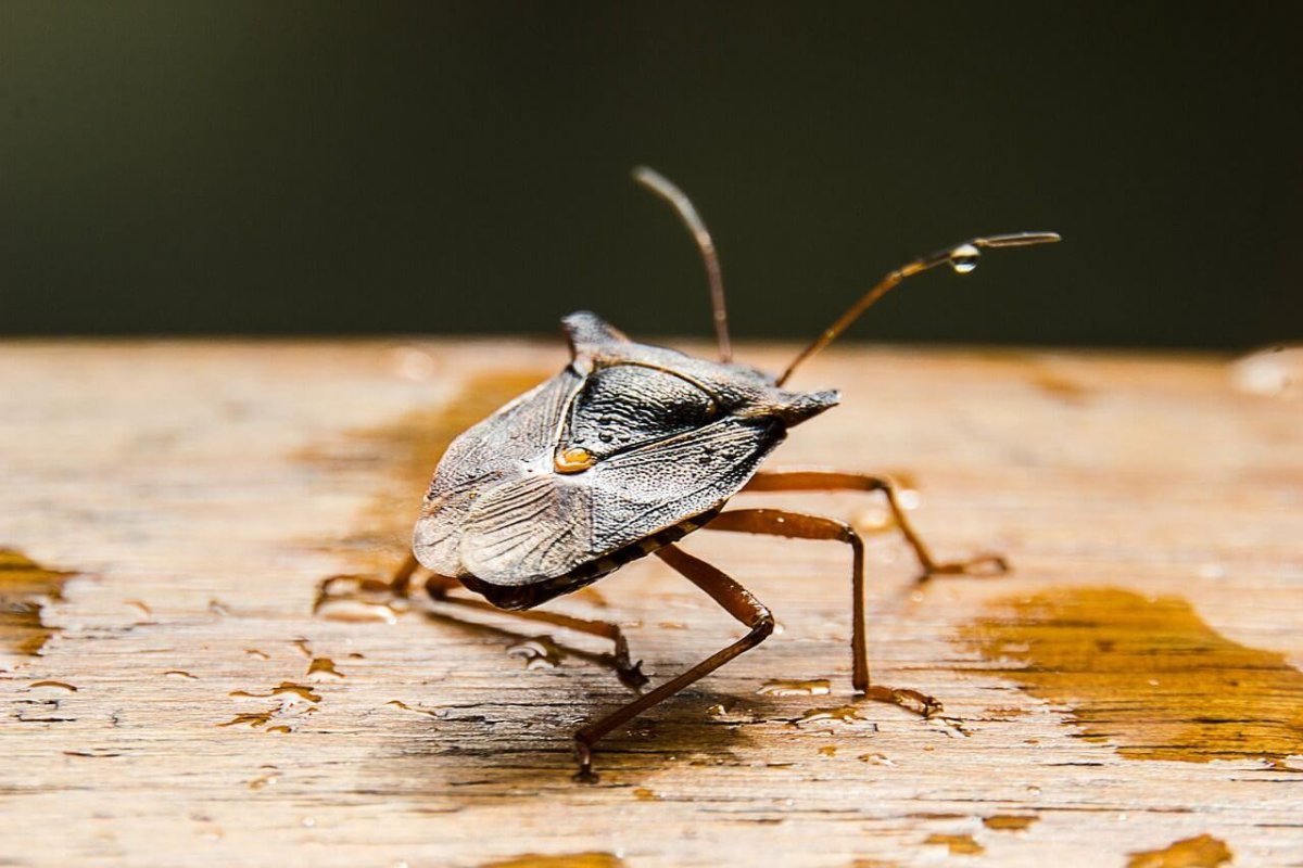 Bimodal wart stink Bug