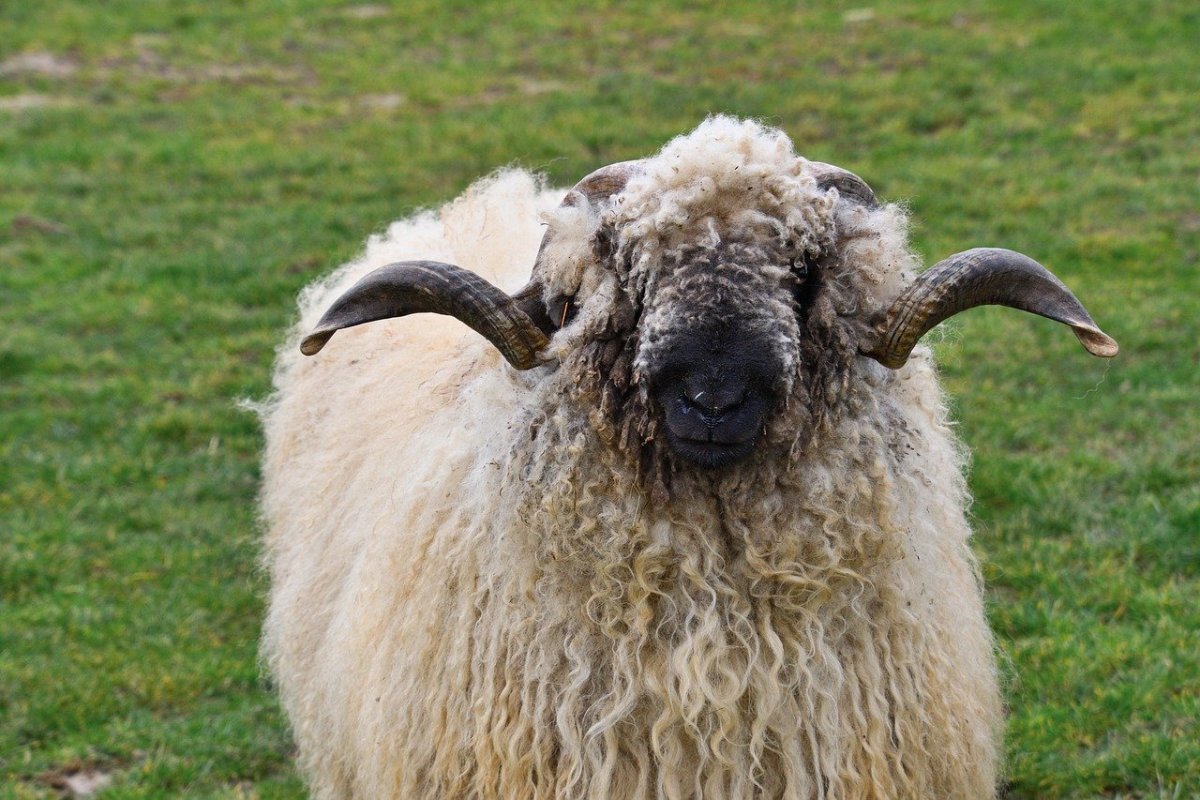 Овцы породы Вале (Valais)