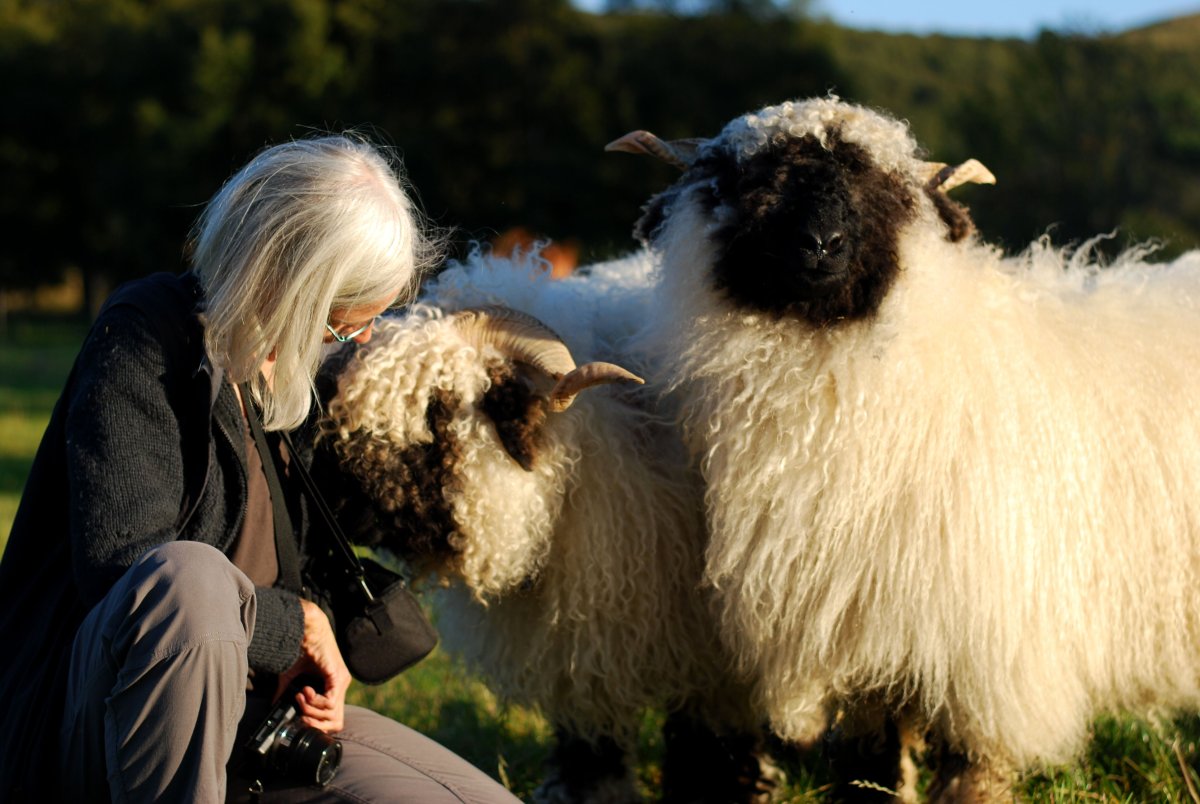 Валлийская черномордая овца