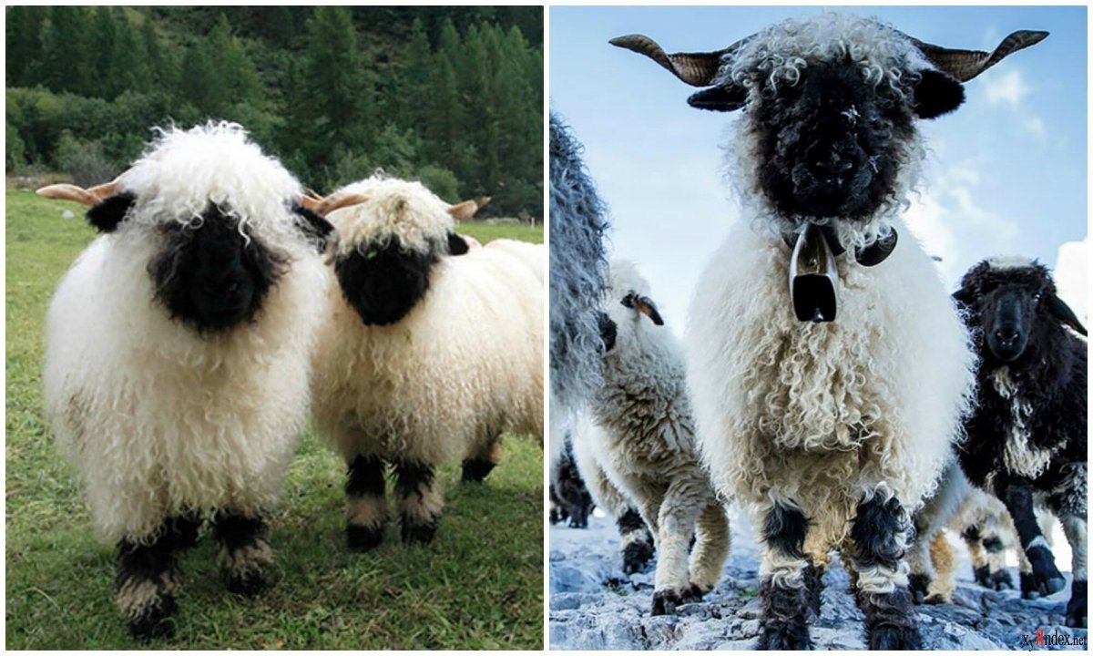 Шведские овцы