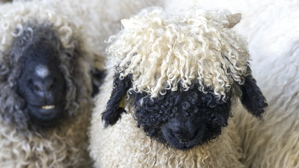 Овцеводство Уэльс