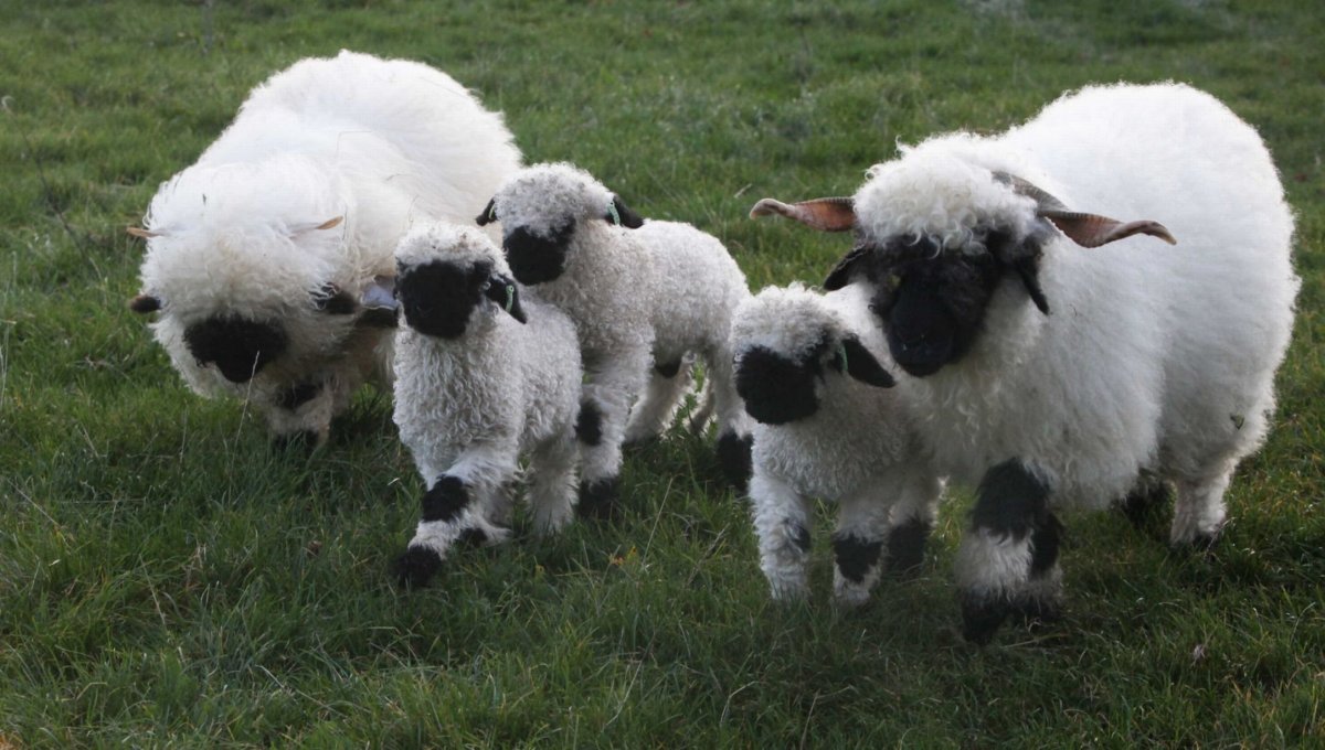 Valais Blacknose