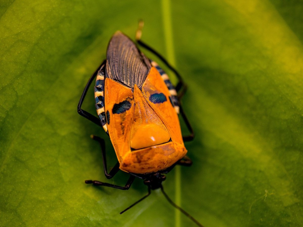 Catacanthus Incarnatus клоп