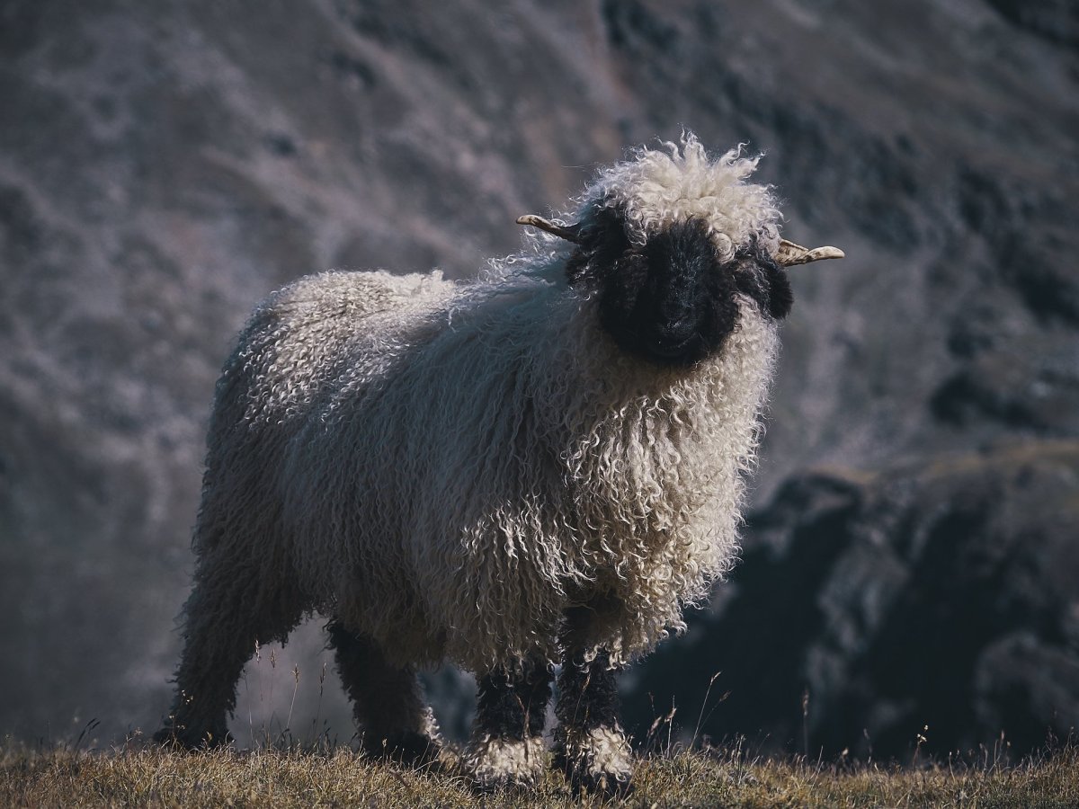 Овцы породы Вале (Valais)