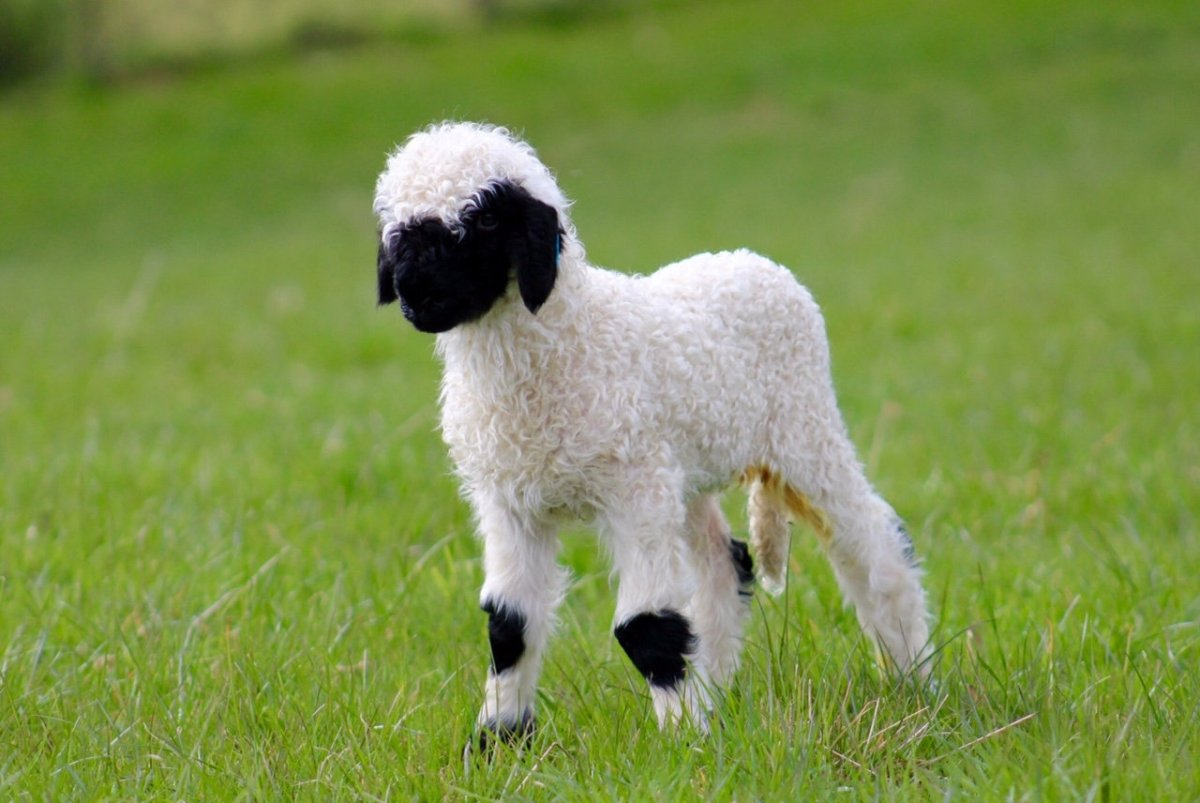 Валлийские черноносые овцы