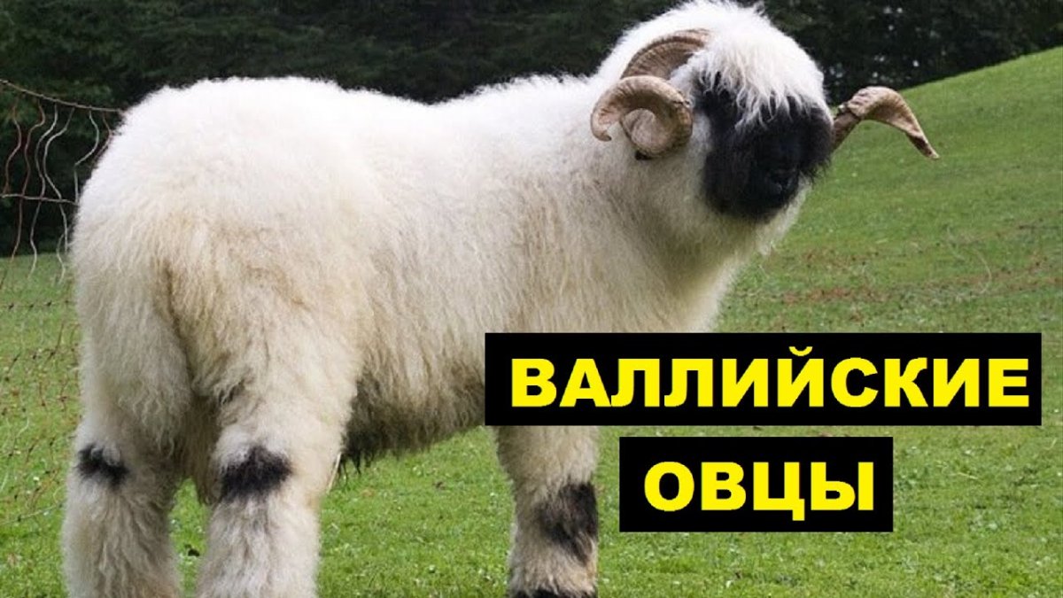 Каракульская белая овца