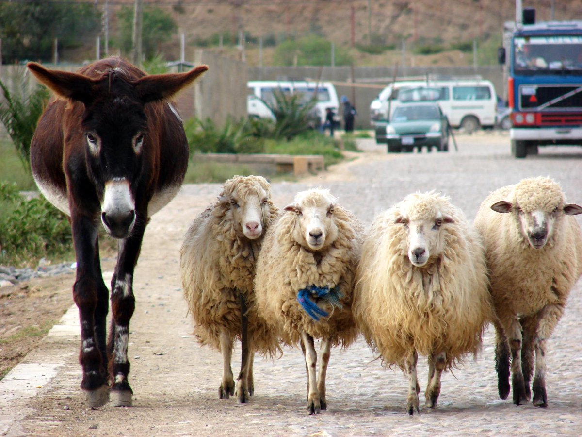 Валлийские черноносые овцы