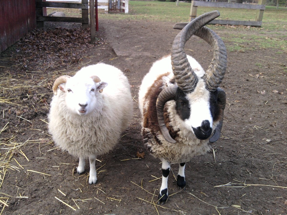 Баран ишак баран ишак