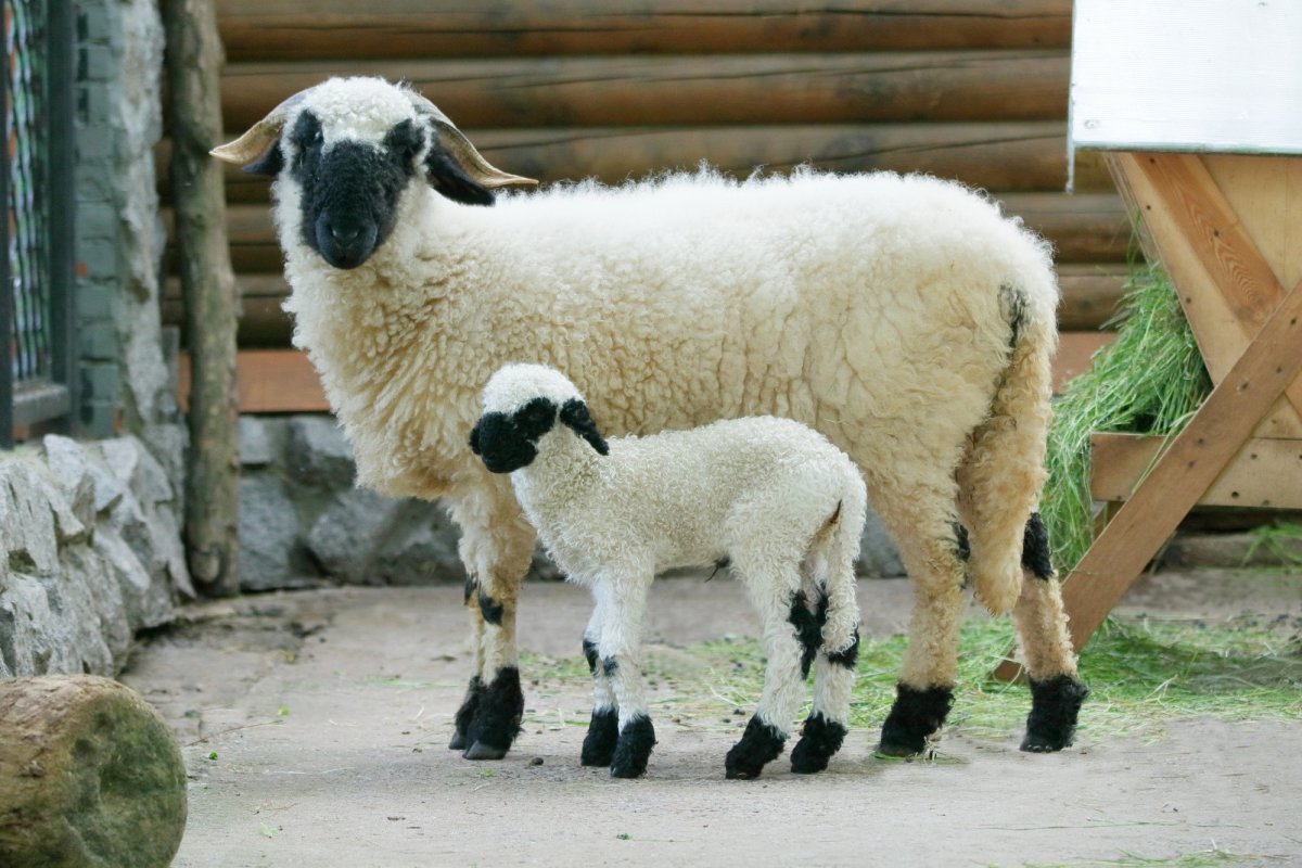 Валлийские овцы