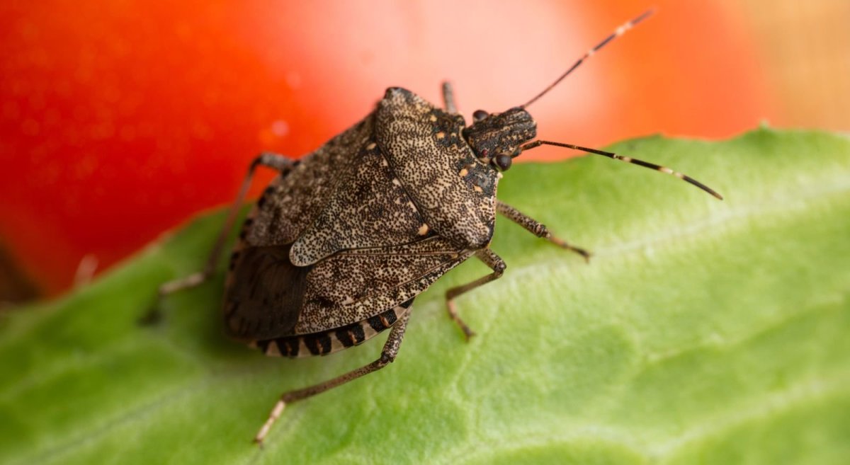 Коричнево-мраморный клоп (Halyomorpha halys)
