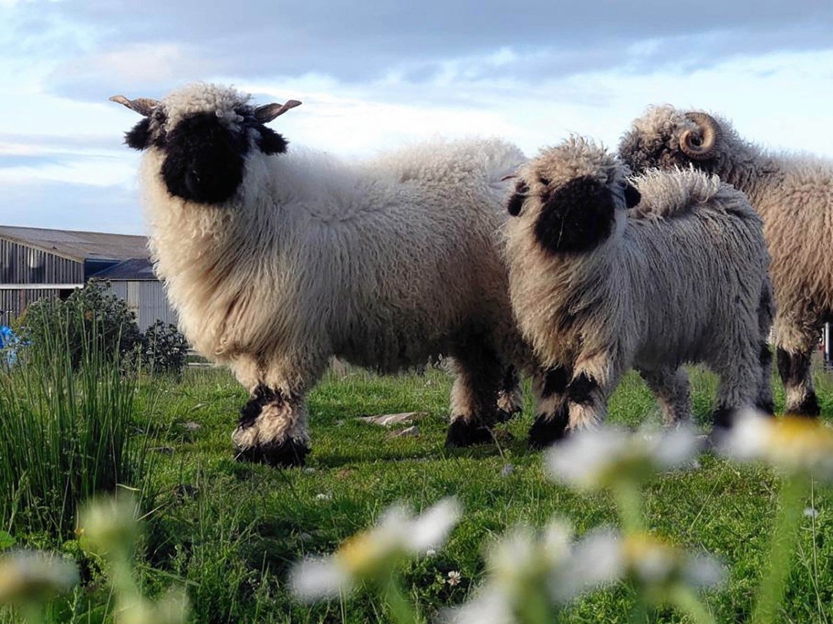 Valais Blacknose Sheep