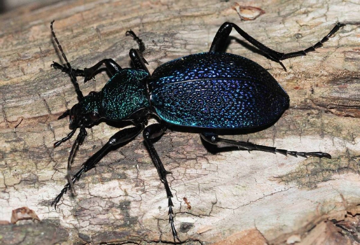 Жук Крымская жужелица