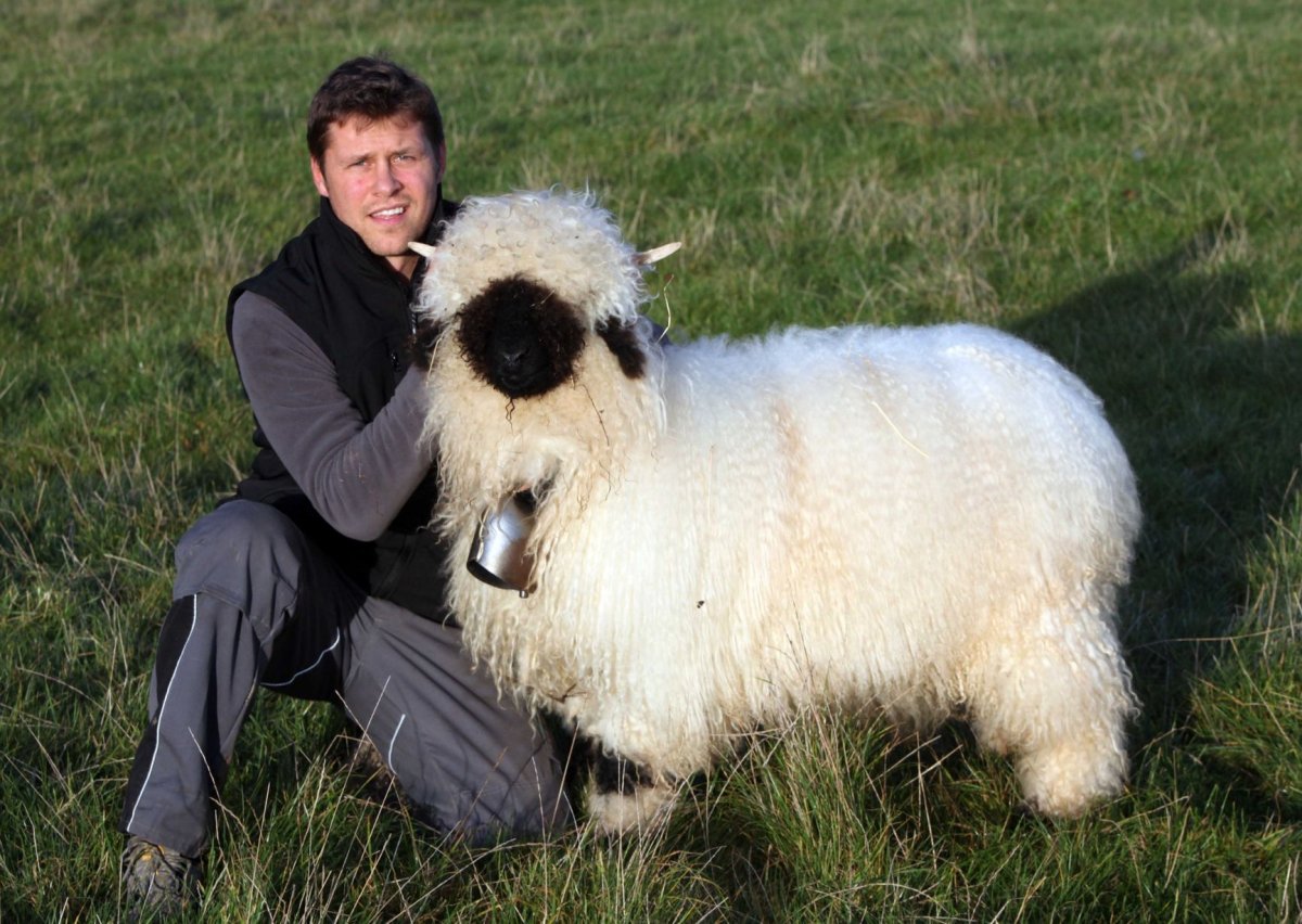 Милые пушистые овечки