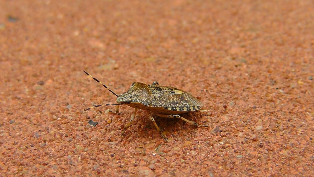 Жук-вонючка (stink Beetle)